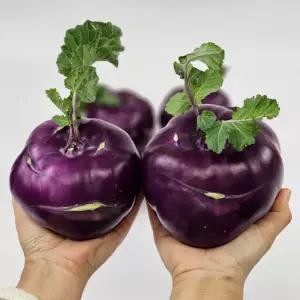 토해원 제주 선별 최상품 콜라비 로얄과 3kg 5kg 10kg