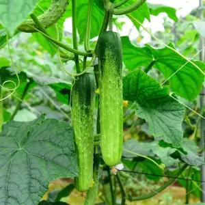 백오이4kg