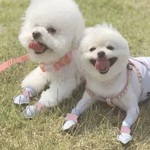 신나라슈즈 애견 일회용 신발 블루 36매 산책 외출 산책신발 산책양말 (WC24925)