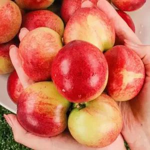 [6/15부터순차출고] 꿀달콤 신비복숭아 2kg 중소과 (30과내외)