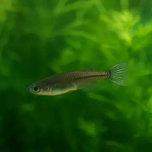 블랙 메다카 5마리