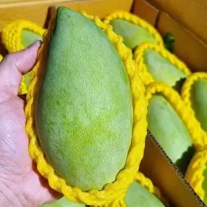 베트남 태국 그린 망고 2kg 6-10과 베트남그린망고 태국 망고 한박스 청망고 생망고