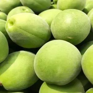 [산지직송] 광양 다압 청매실 10kg (대)