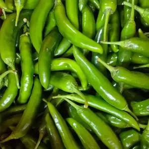 국내산 아삭이 오이 고추 가정용 3kg