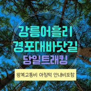 [강원] 강릉 어흘리 천년 금강소나무숲 + 경포대 바닷길 당일여행 트래킹