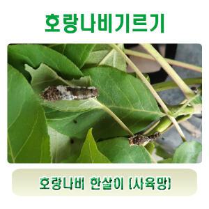 호랑나비 한살이(사육망)