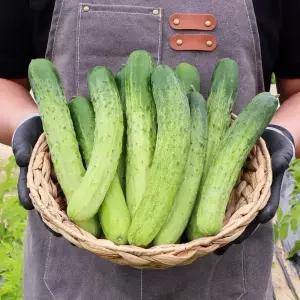 국내산 오이 백다다기 오이 4kg 내외 1박스 피클 장아찌
