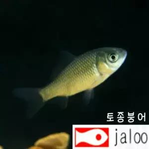 생먹이 자루 토종 붕어 치어 50마리 민물고기