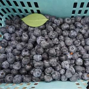 국산 무농약 생 블루베리 특대(17~19mm) 1kg (500g x 2개)