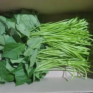 [미스터팜팜]당일채취 생고구마순 고구마줄기 청대 3kg 잎포함