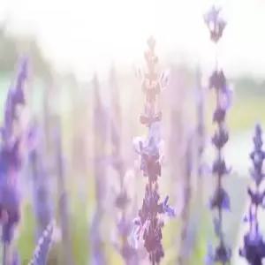 [자사몰 전용/시즌한정] 비에이/후라노/북해도 4일_게 뷔페주류 무제한/조잔케이 온천/팁포함
