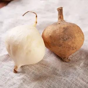 [베트남 수입] 프리미엄 생 히카마 1kg