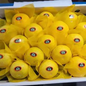 제주 황금향 선물세트 중과 / 2.5kg(14-18과)