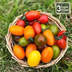 [삼촌밥먹자] 오색빛깔 컬러대추방울토마토 로얄과 2-3번 1.5kg