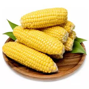 국내산 햇 초당옥수수 15Brix 이상 고당도 중품 20개입 / 9-14cm