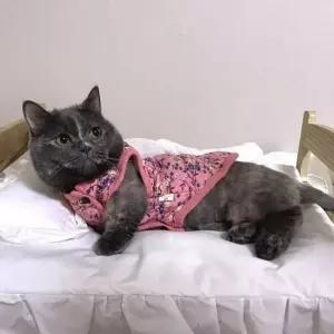 강아지 고양이 보온 꽃무늬 조끼 S에서 3XL 핑크 블루 반려견 동물병원 개옷 해리네점빵