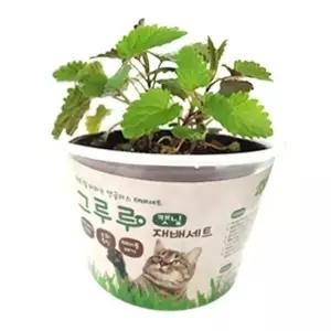 고양이 재배 세트 캣닢 1P 캣글라스 고양이풀 키우기 캣글라스재배 (WEE9A4A)