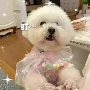 고양이 및 개를 위한 무지개 침 턱받이 Raoll/British Shorthair용 귀여운 스트랩이 있는 사랑스러운 두건