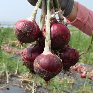 배은희님의 무안 햇 자색양파 10kg