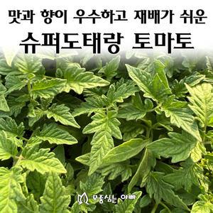 [모종심는아빠] 맛과 향이 우수하고 재배가 쉬운 슈퍼도태랑 완숙토마토