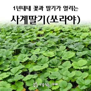 [모종심는아빠] 1년내내 꽃이피고 딸기가 열리는 사계딸기 쏘라야 하얀꽃