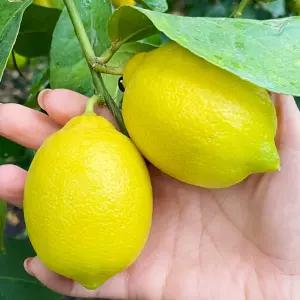 껍질째 먹는 무왁스 제주 레몬 3kg 5kg