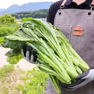 국내산 돌산갓 안갓 3.5kg 내외 갓김치 김장용 아삭하고 연한 생갓 홍갓