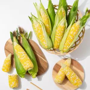 [더조은푸드] 제주 햇 초당옥수수 특품 (15-20cm) 10개입