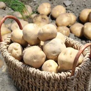 [산지직송] 햇 개진감자(특) 3kg