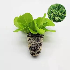 마이플랜트 멀티버터헤드 데카르트 1개 유럽 상추 모종 쌈채소 샐러드 텃밭 채소 튼튼한 모종