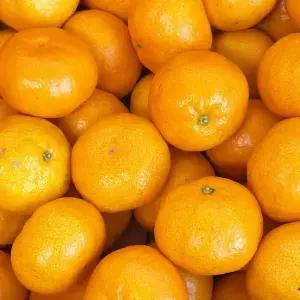 제주 하우스 감귤 5kg 중등급 2S-S 가정용 조생귤