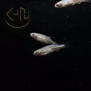 제브라 다니오 (관상어, 열대어)