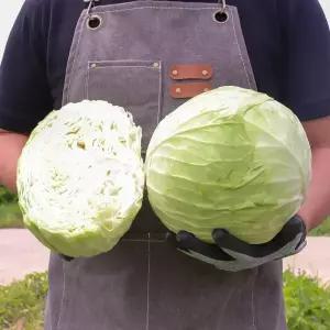국내산 양배추 4kg 내외 (1~2통 중량기준) 제주 해남 해풍 맞은 중 대 크기