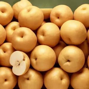 가정용 나주배 5kg(10-16과 내외) 흠집 못난이