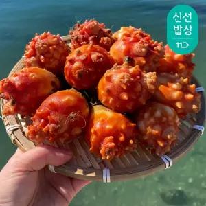 [품질보장]이순신수산 생산자직판 제철 멍게 대 활멍게 800g