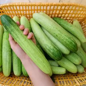국내산 아삭아삭 백다다기 오이 특품 10kg 백오이 소박이 생채 샐러드 김치 무침