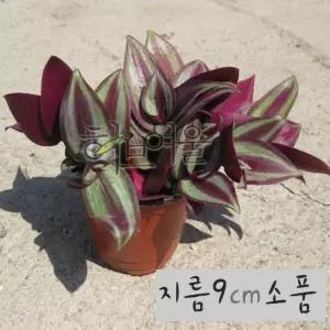지름 9cm 건강한식물) (좋은흙만사용 소품 제브리나 공기정화화분 (자주달개비모종)