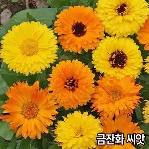 와이지유통 금잔화 씨앗 70알 금잔화씨앗 메리골드 꽃씨앗 꽃씨