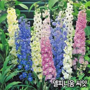와이지유통 델피니움 씨앗 200알 제비고깔 종자 꽃씨 꽃씨앗 씨