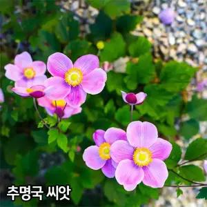 와이지유통 추명국 씨앗 20알 대상화 종자 가을 바람꽃 아네모네