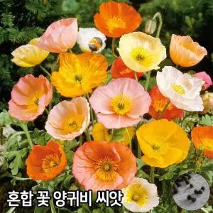 와이지유통 혼합 꽃 양귀비 씨앗 2000알 아이슬란드 종자 꽃씨 자람종묘