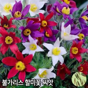 와이지유통 불가리스 할미꽃 씨앗 30알 유럽 할미꽃 씨앗 꽃씨 자람종묘