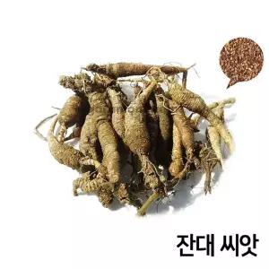 와이지유통 잔대 씨앗 1000알 딱주 종자 사삼 약초 약용 씨