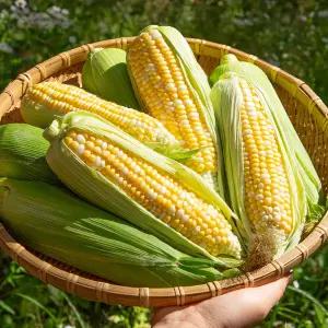 [미식한가] 제철의맛 제주 햇 초당옥수수 특품 (15-20cm) 10개입