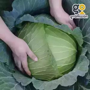 양배추 수입양배추 15KG내외 못난이 식자재