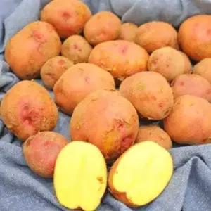 [산해직송]국내산 홍감자 특 10kg