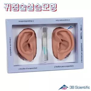 [종로의료기]3B Scientific Germany 귀침술실습모형 N15 인체모형 귀모형
