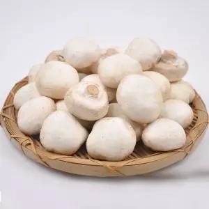 [산지직송] 양송이버섯 파지 못난이 꼬다마 특품 1kg/2kg 골라담기