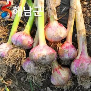 산지직송 해남 햇마늘 대서마늘 반접 50개 중 / 장아찌용 마늘 통마늘