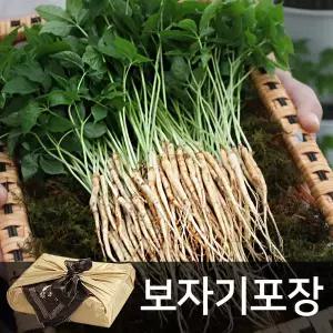 [푸르젠] 이선호 생산자의 새싹삼 30뿌리(20∼25cm) /금색보자기 선물세트